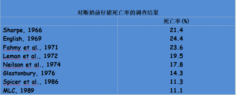 仔猪