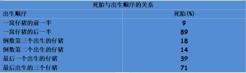 仔猪