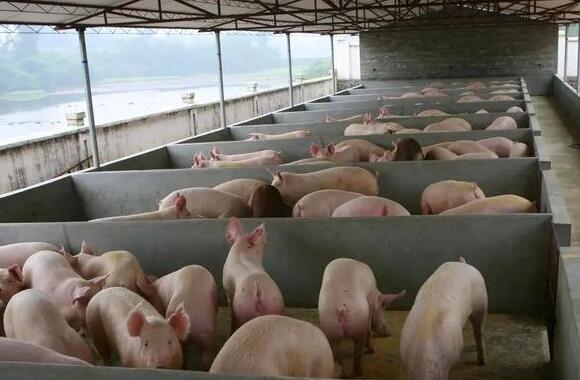 江苏：扬州市推出“新八条”促进生猪生产