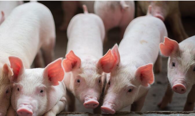 养殖股大涨！“超级猪周期”还有机会？