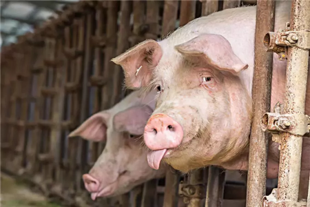给贵州习水读者的回信：猪瘟只能预防不能治疗