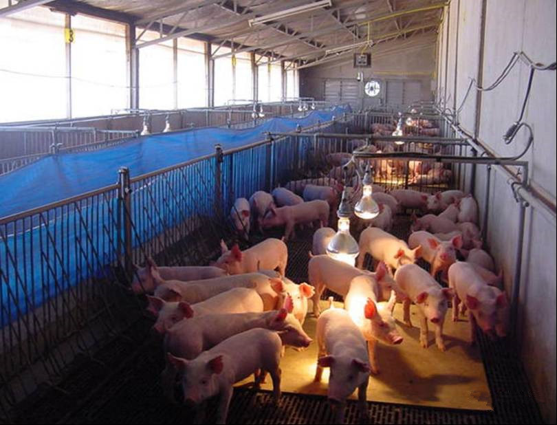 四川：2月全省规模猪场存栏生猪环比增长7.34%，生猪存栏连续4个月增长！
