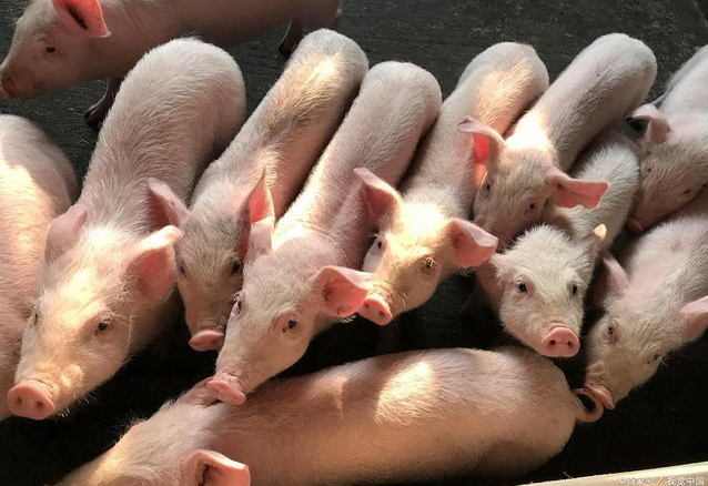 养猪政策开放后的今年，农村养猪户数量会不会大幅增加？