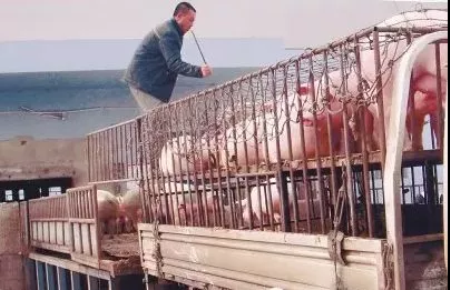 正邦科技2月份突然猛秀肌肉，新希望要当养猪界三师兄路途遥远
