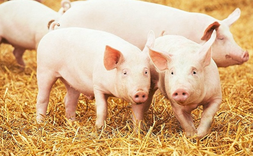 维护疫情市场稳定，应急贷款支持生猪市场保供稳价！