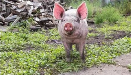 山东三部门印发通知要求进一步做好当前生猪规模养殖环评管理相关工作
