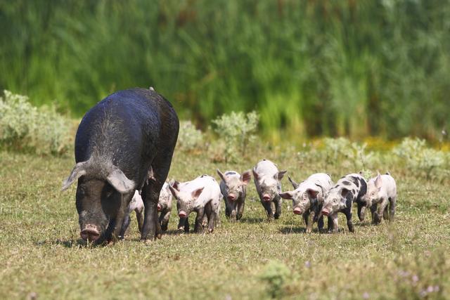 郑州市人民政府办公厅关于加快稳定生猪生产保障市场供应的通知