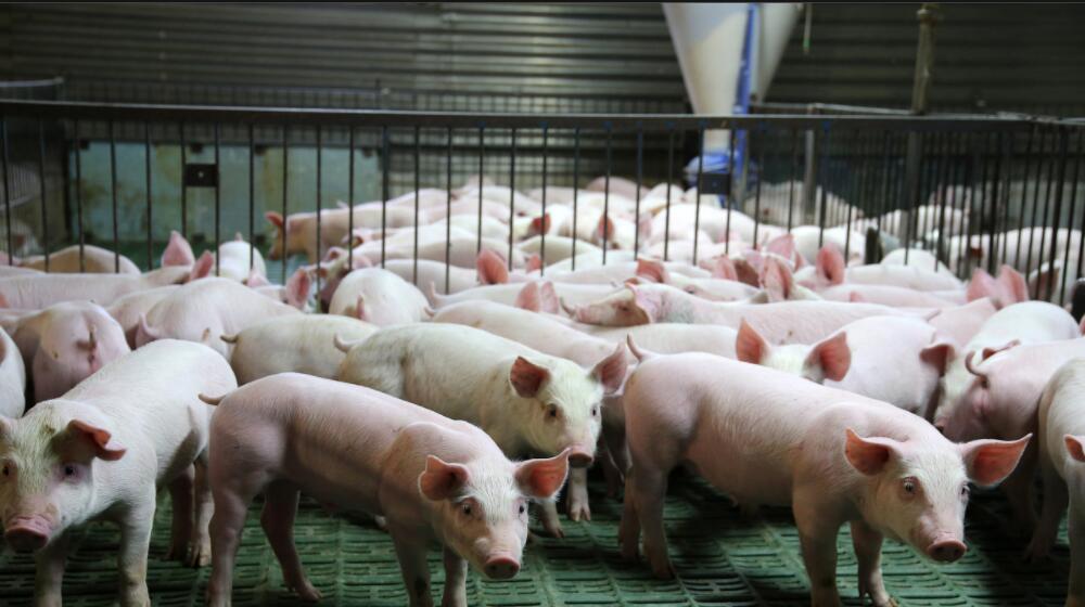 新希望刘永好我们养猪人要有担当加大养殖力度和速度