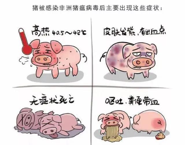 以漫画的形式科普感染非洲猪瘟出现的相关症状