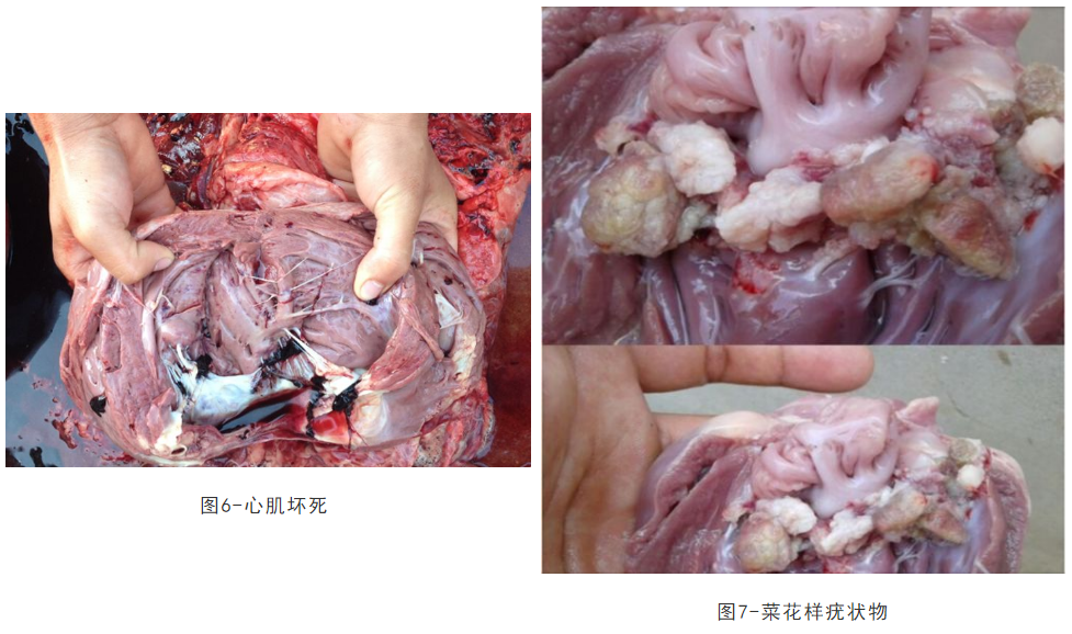 羊静脉注射部位解剖图图片