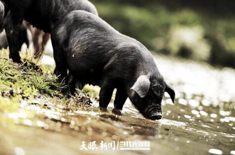 赫章县可乐猪在林区活动