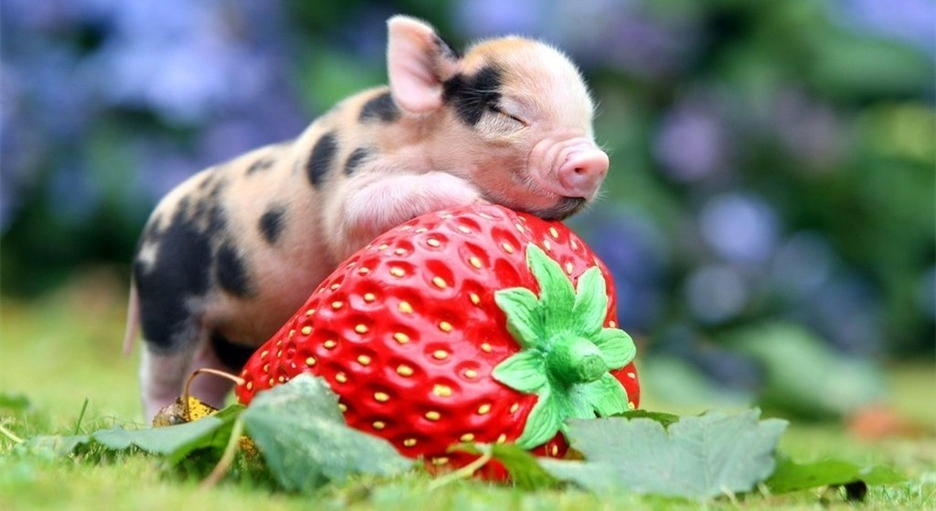 国家首次鼓励国内企业到海外养猪！我国养猪格局将如何变化？