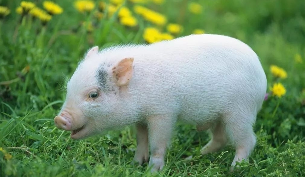 新冠病毒感染猪吗？NPPC称新冠疫情将对美国养猪业产生灾难性影响