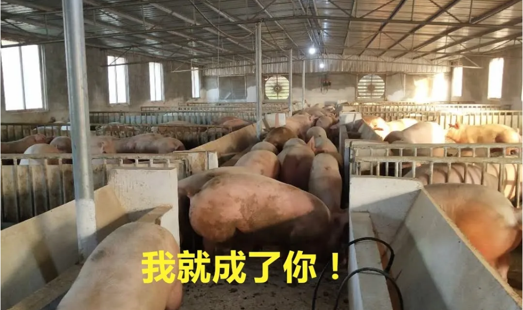 还记得进500头猪苗的那个猪场吗？它卖出了470头肥猪！养猪利润110多万