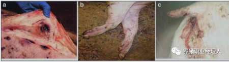 典型非洲猪瘟的临床症状