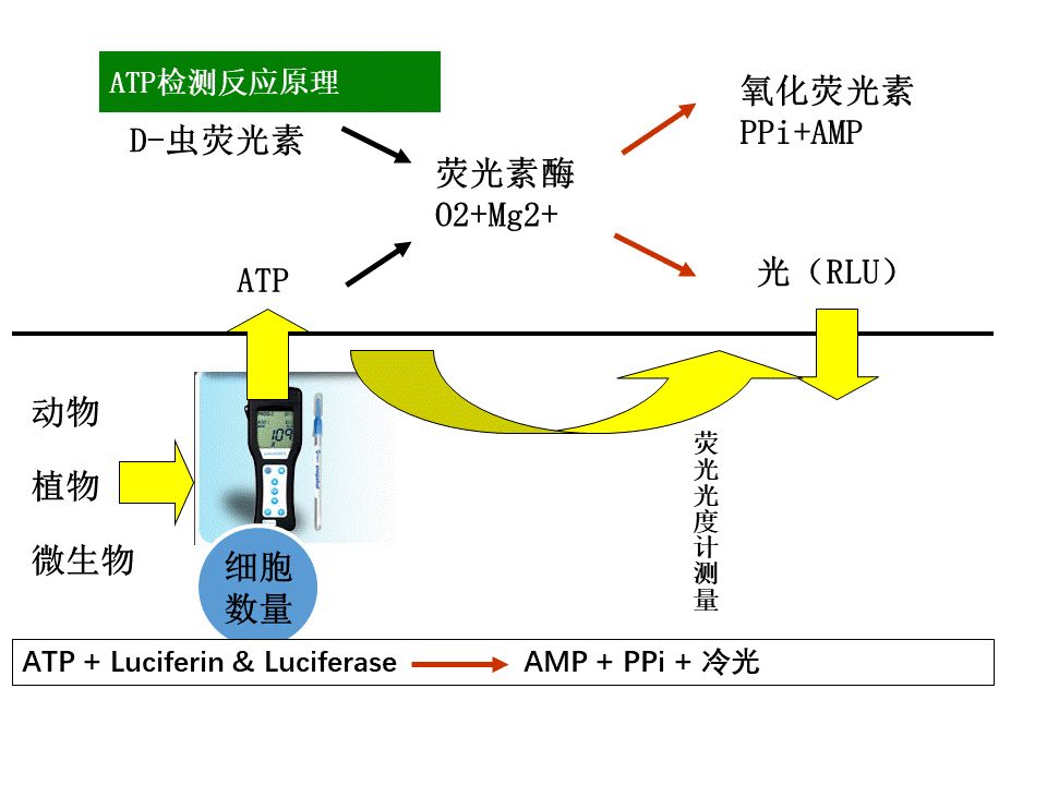 ATP