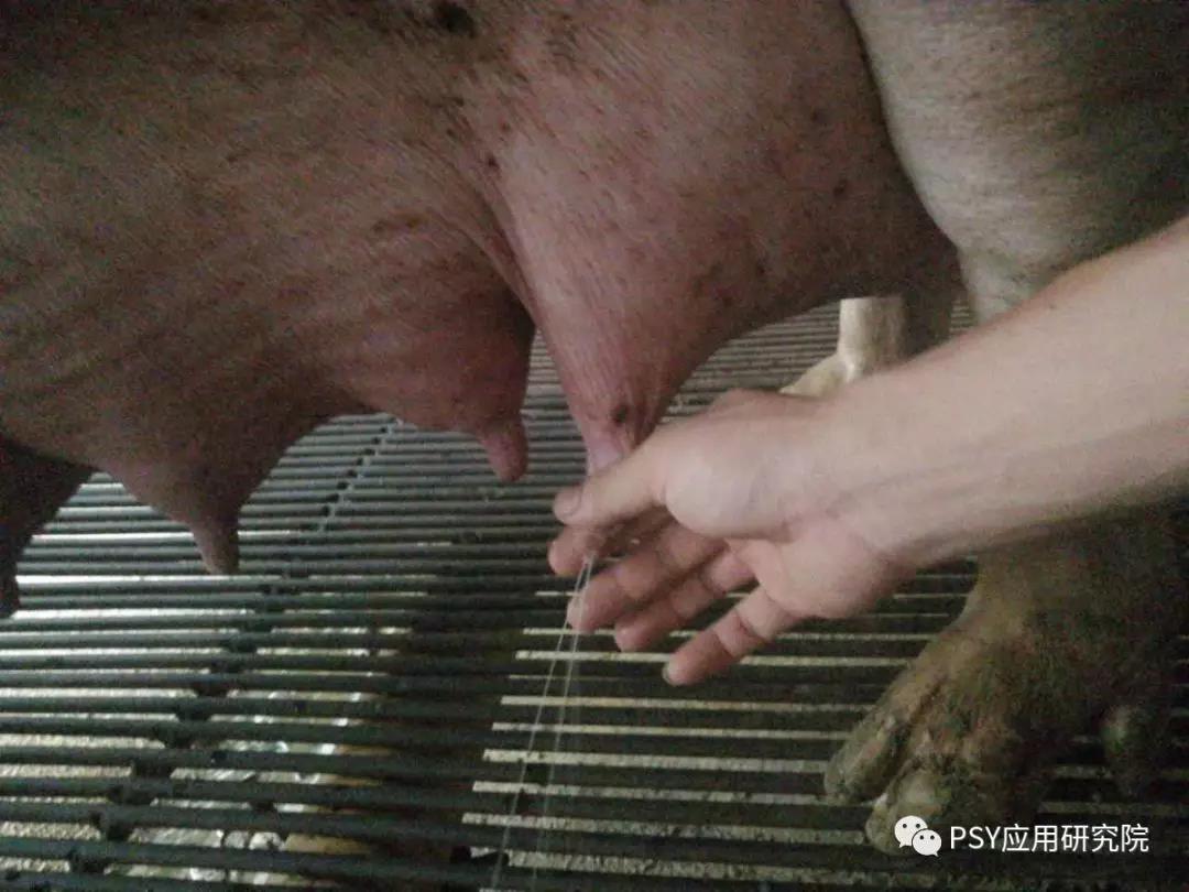 母猪产前水门图片图片