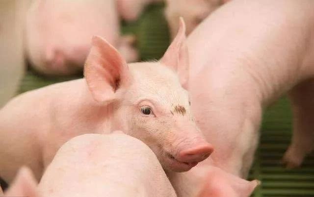 生猪养殖到底能不能赚钱?高额的养殖成本，加上高风险，养猪户扩产谨慎!