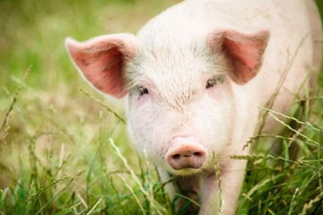3月24日全国各省市20公斤仔猪价格报价表，浙江建德土杂猪仔猪60元/公斤，较整体有所下降！