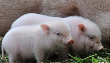 3月24日全国各省市15公斤仔猪价格报价表，整体呈现上涨态势，其区间在80-150元/公斤！