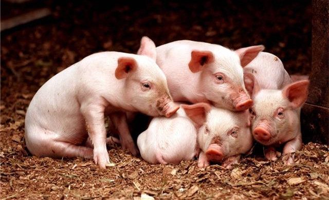 3月25日全国各省市15公斤仔猪价格报价表，整体小幅上涨，山西上涨明显！
