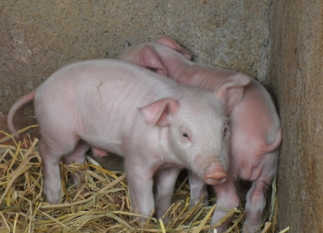 3月25日全国各省市10公斤仔猪价格报价表，仔猪需求量大，价格继续上涨！