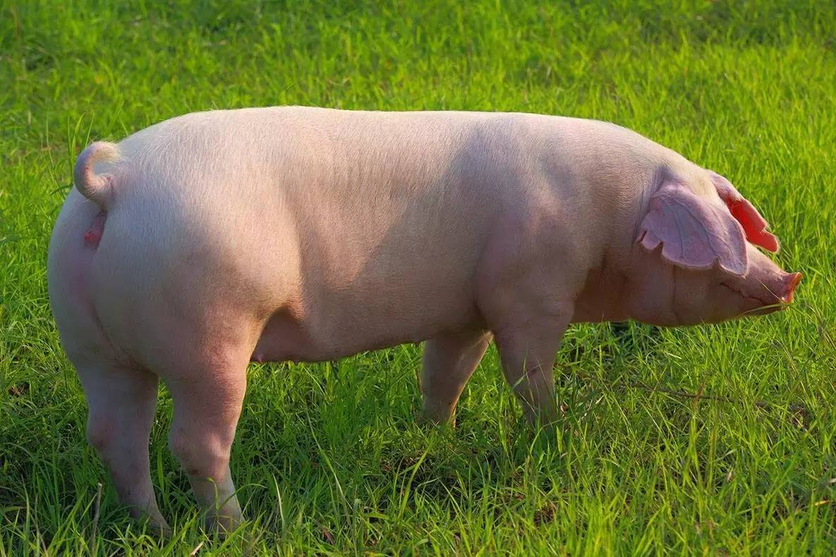 掌握种猪繁育及健康养殖关键技术，提高种猪品质