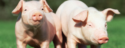 3月26日全国各省市20公斤仔猪价格报价表，各省市波动幅度大，最大可差88元/公斤！