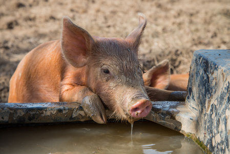 猪场水源安全