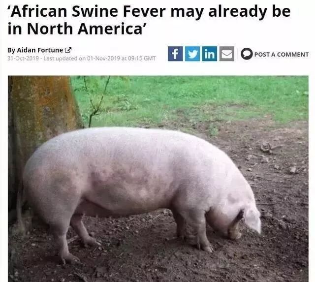 非洲猪瘟