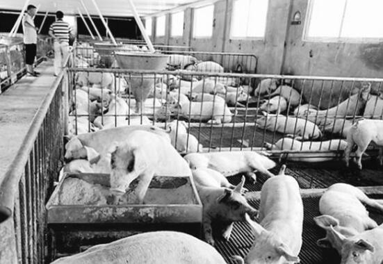 “二师兄”满血复活，养猪业前景看好——玉林养猪企业复养成功