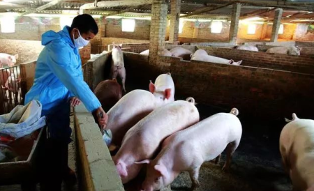 新希望六和重视产业链上下游稳定发展 加大养猪产业支出