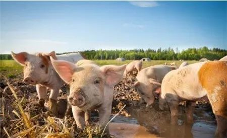 3月28日全国各省市20公斤仔猪价格报价表，散养户和规模猪场持续扩张，导致仔猪价格仍然坚挺！