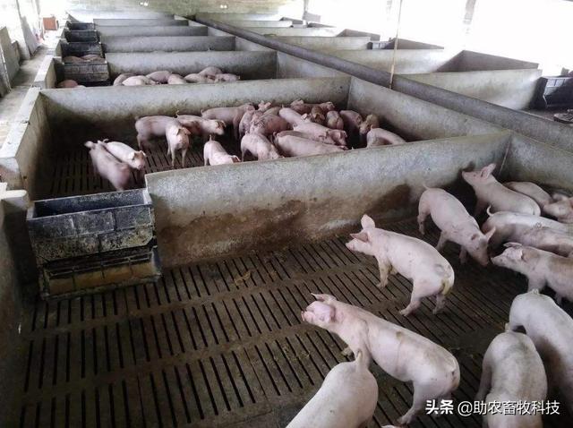 全漏缝地板肉猪养殖（饲喂粥料）