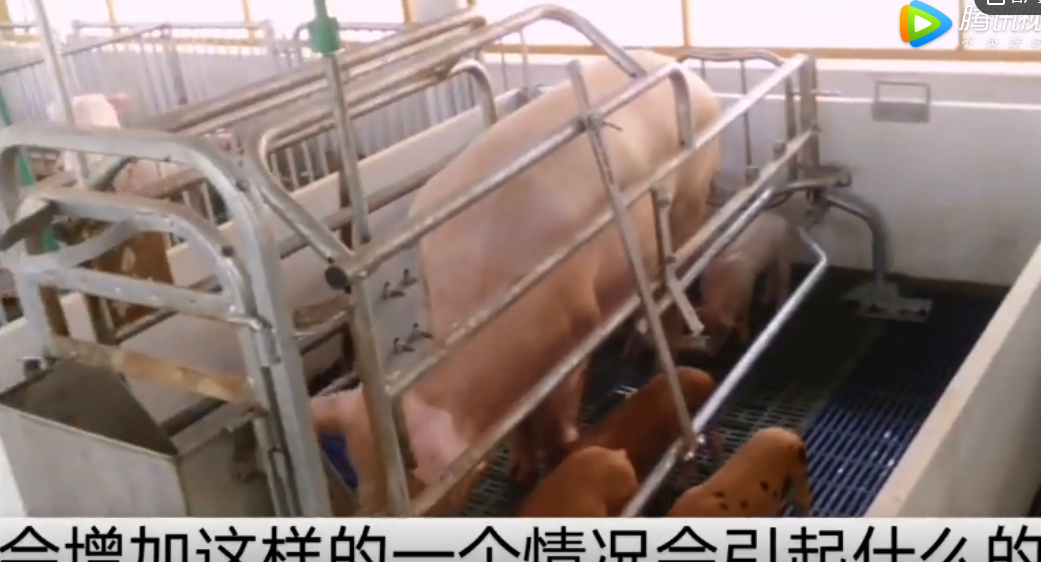  养猪技术：母猪配种后为什么要减少饲喂量？这点千万不能大意！