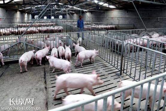位于磁县的凯航养殖有限公司，育肥车间饲养员正在查看生猪喂食情况