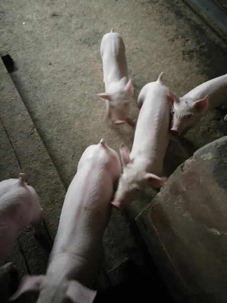 保育猪营养