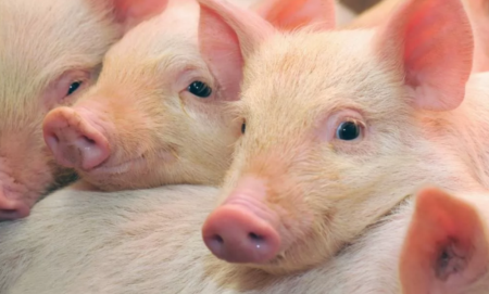 4月1日全国各省市20公斤仔猪价格报价表，仔猪价格持续上涨，湖北宜城最高！