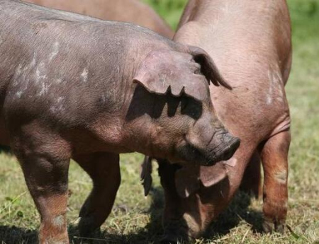 4月1日全国生猪价格外三元报价表，全国一片飘绿，仅有两省市上涨！