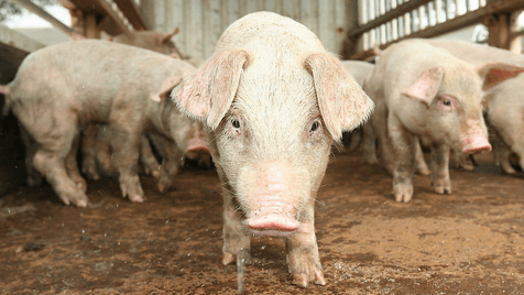 4月2日全国各省市20公斤仔猪价格报价表，受补栏影响，仔猪价格上涨！