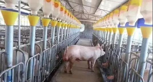 母猪繁殖场如何才能做到高效生产，母猪饲喂技巧大全