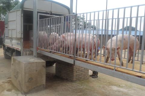 广西全力以赴加快恢复生猪生产