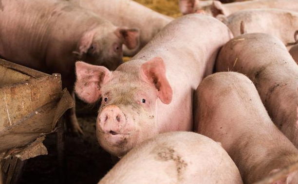 生猪价格“跌”，市场投放储备猪肉，生猪价格是否会“雪上加霜”
