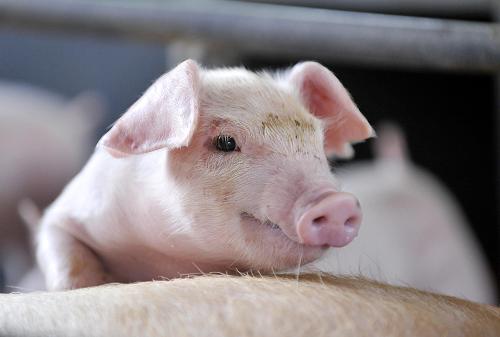 山东预计：9月份后生猪产能将实现较快增长