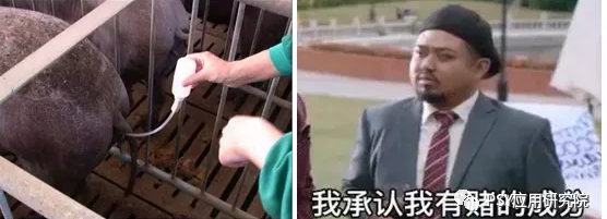 三元母猪