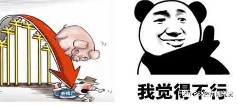 猪价行情