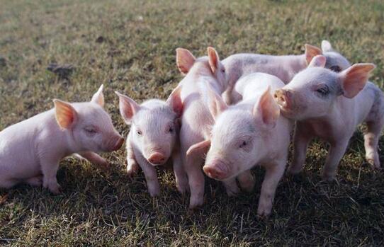 4月5日全国各省市20公斤仔猪价格报价表，湖北宜城20公斤外三元仔猪价格为158元/公斤！
