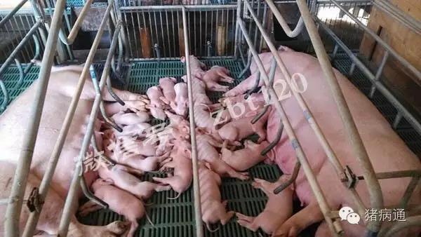 母猪繁育