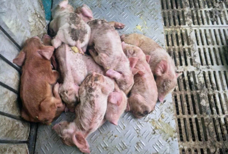 甘肃500头母猪产房腹泻的原因分析及解决建议！