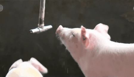 养猪饲喂水线设备